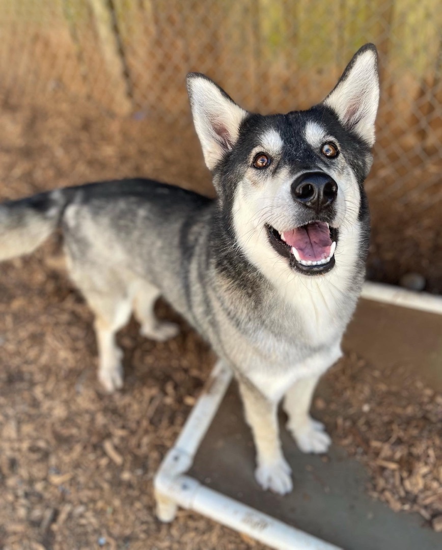 Mila, a Adoptable mixed breed in lynnwood , WA image 3/14