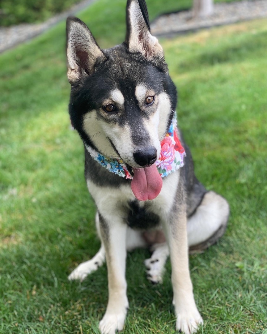 Mila, a Adoptable mixed breed in lynnwood , WA image 4/14