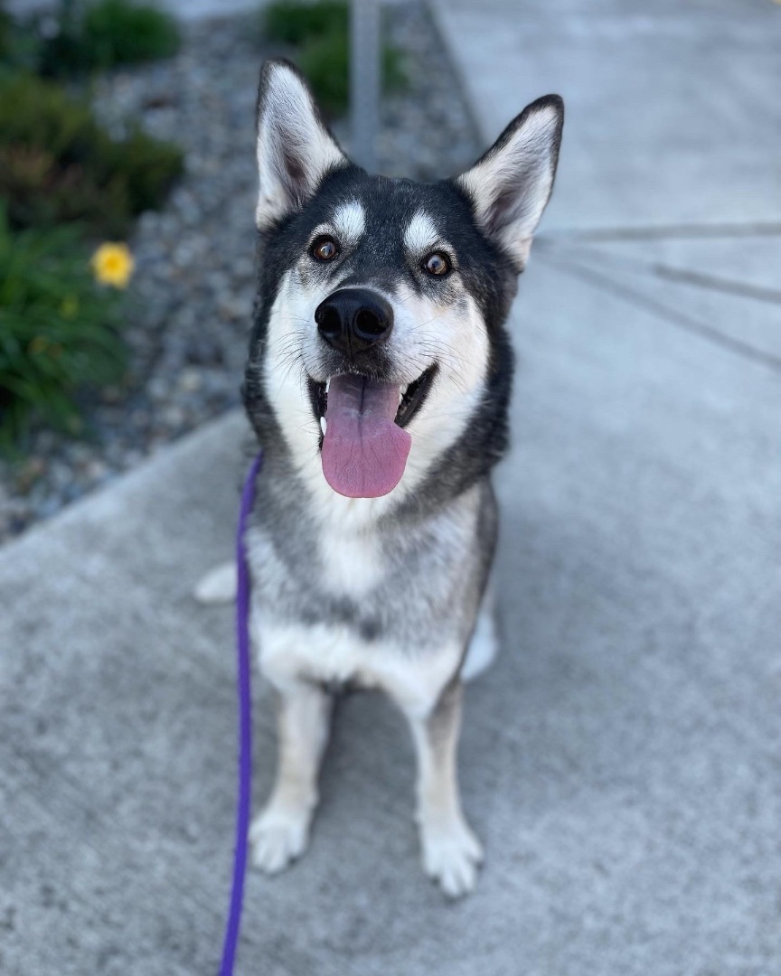 Mila, a Adoptable mixed breed in lynnwood , WA image 5/14