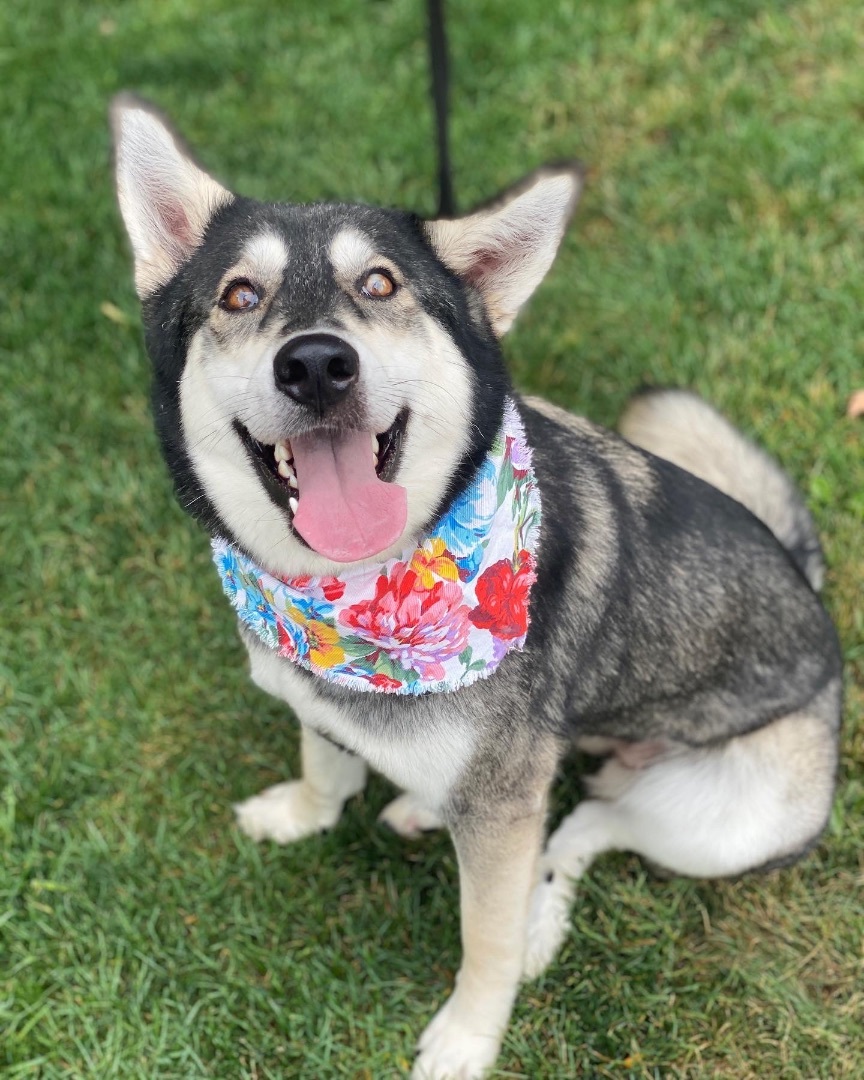 Mila, a Adoptable mixed breed in lynnwood , WA image 6/14