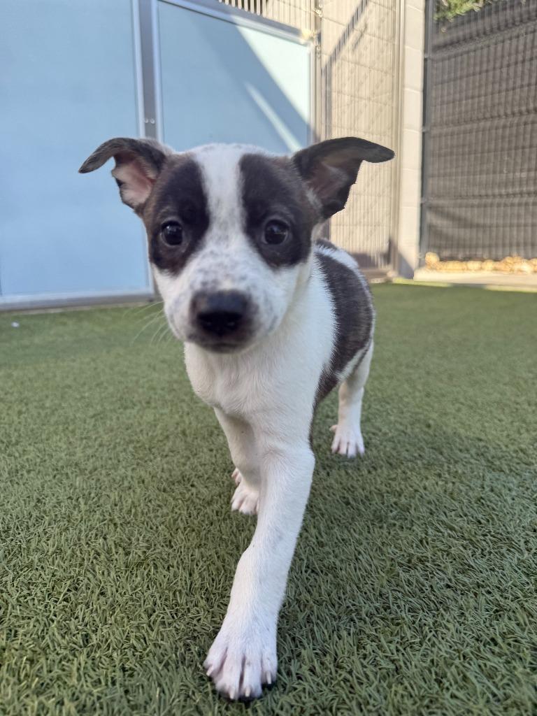Enlarge Octopus, a Adoptable mixed breed in Phoenix, AZ image 1/6