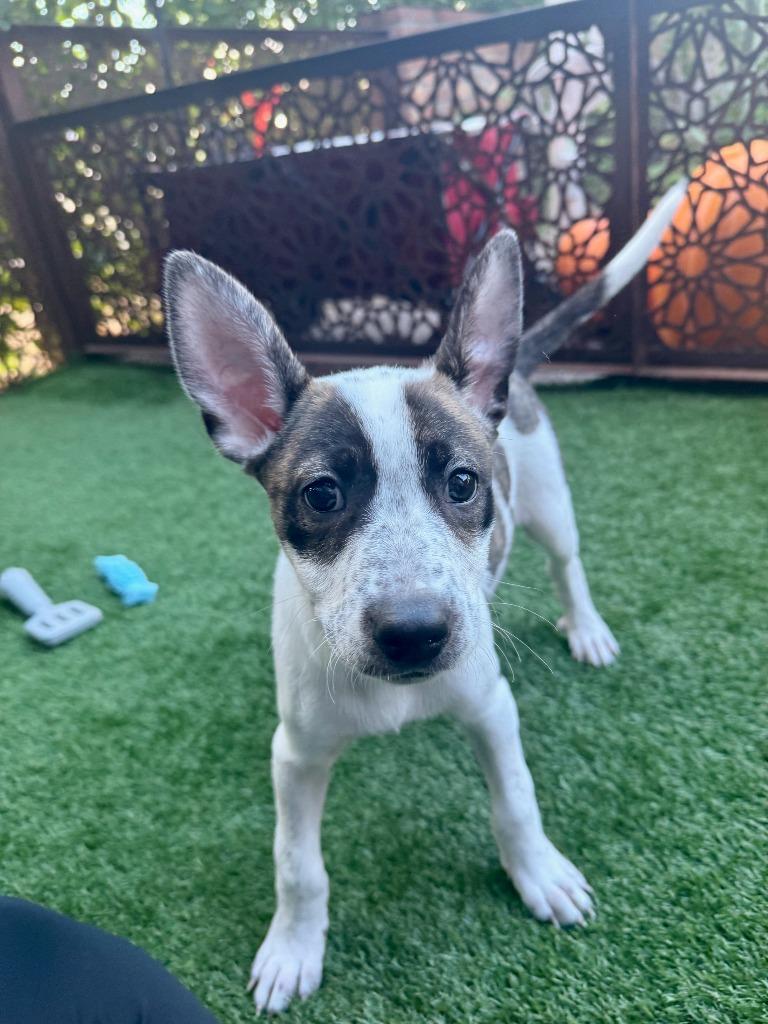 Enlarge Octopus, a Adoptable mixed breed in Phoenix, AZ image 2/6