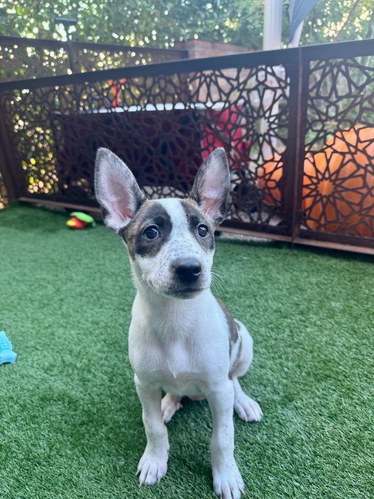 Enlarge Octopus, a Adoptable mixed breed in Phoenix, AZ image 3/6