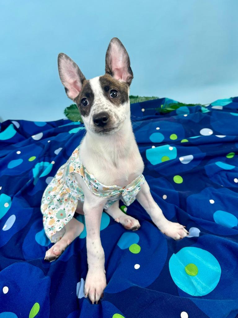 Enlarge Octopus, a Adoptable mixed breed in Phoenix, AZ image 4/6