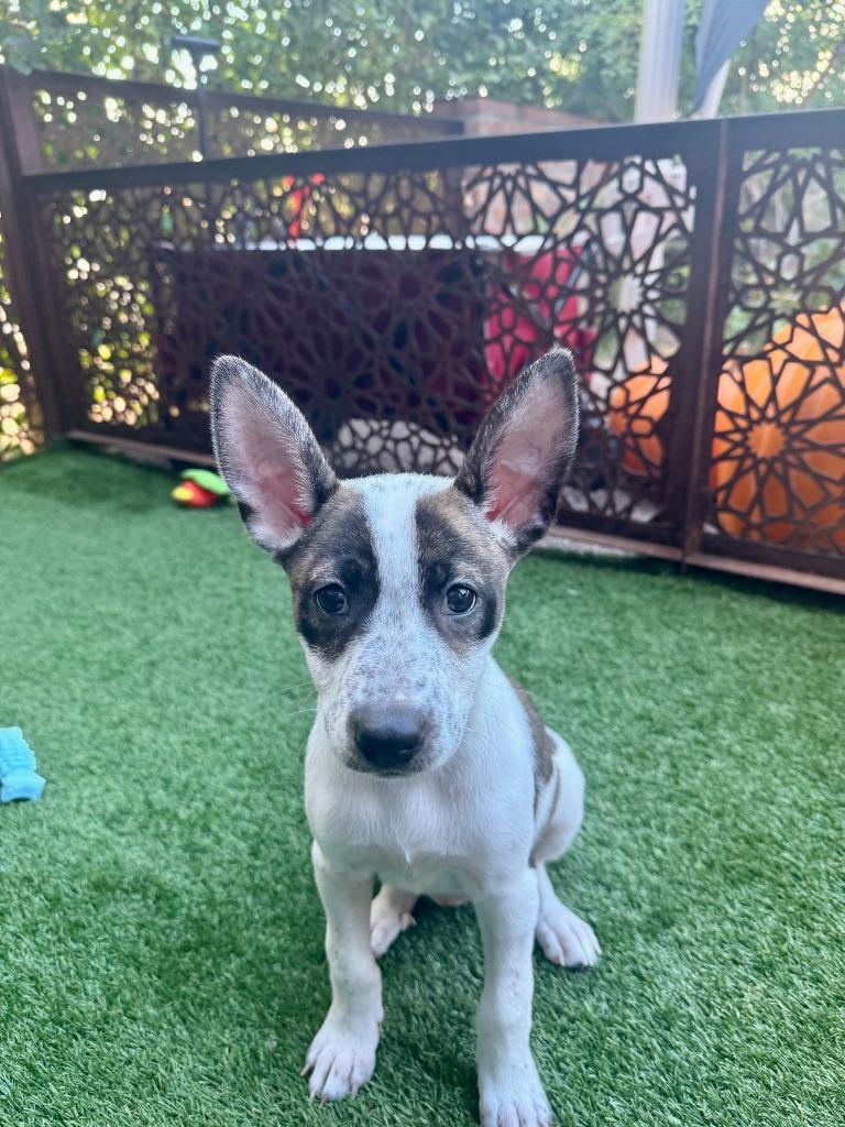 Enlarge Octopus, a Adoptable mixed breed in Phoenix, AZ image 6/6