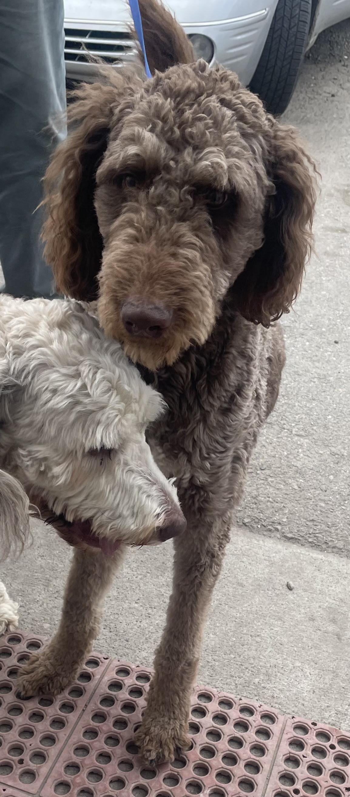 Enlarge Levi, an adopted Goldendoodle in Billings, MT image 2/2