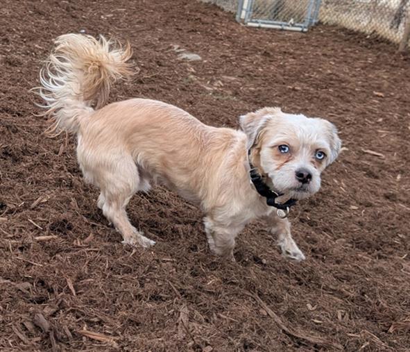 FALCOR, Adoptable, Young Male Shih Tzu & Mixed Breed.