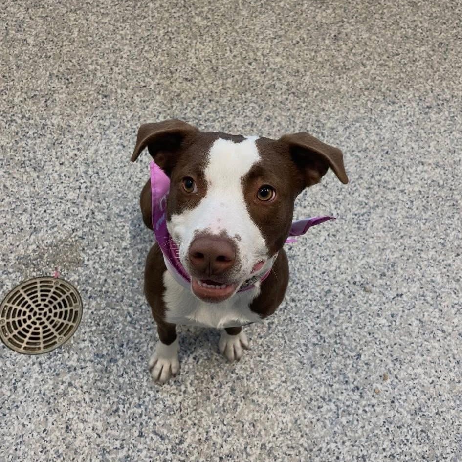 Violet, Adoptable, Young Female Pit Bull Terrier & Border Collie.