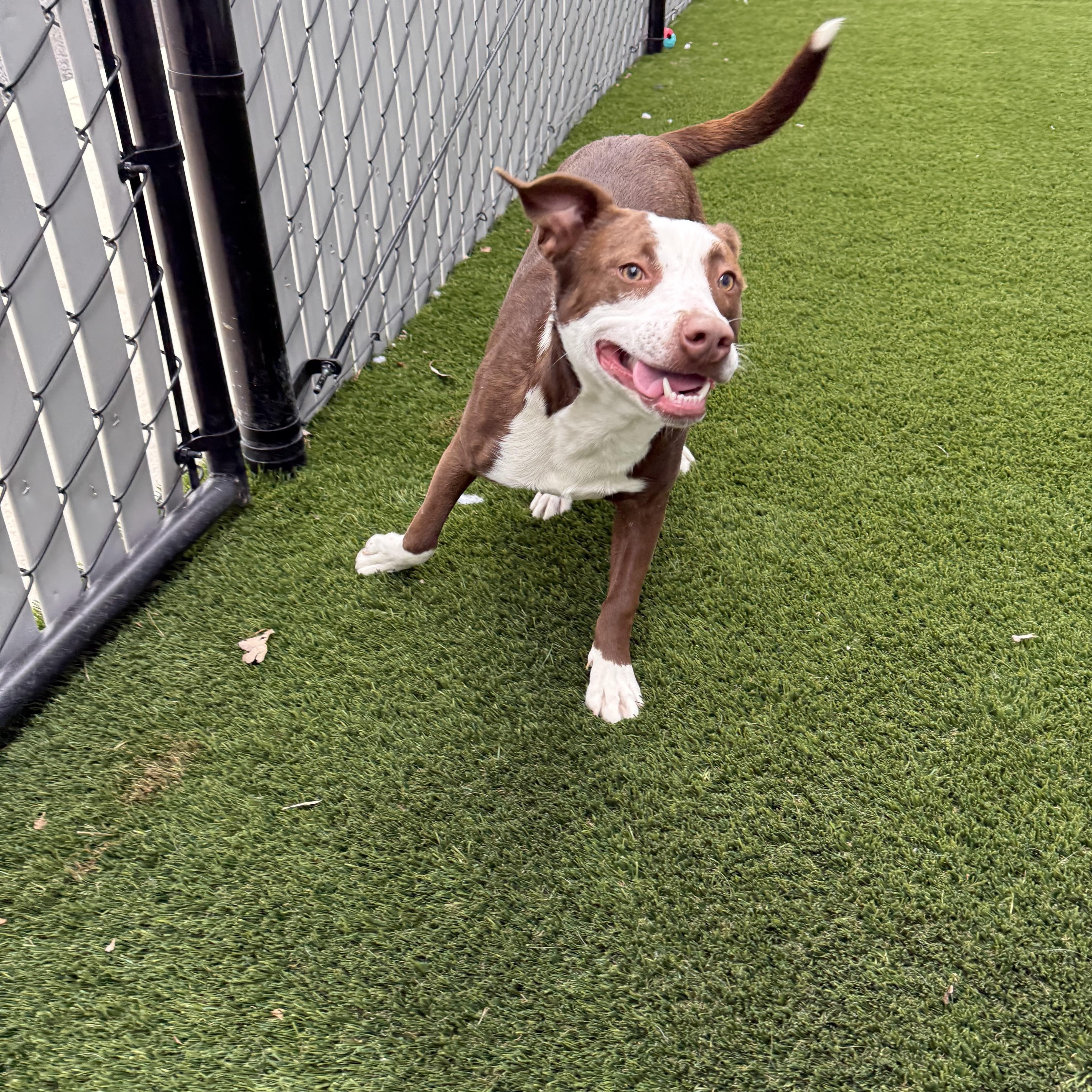 Enlarge Violet, a Adoptable mixed breed in Prineville, OR image 3/5