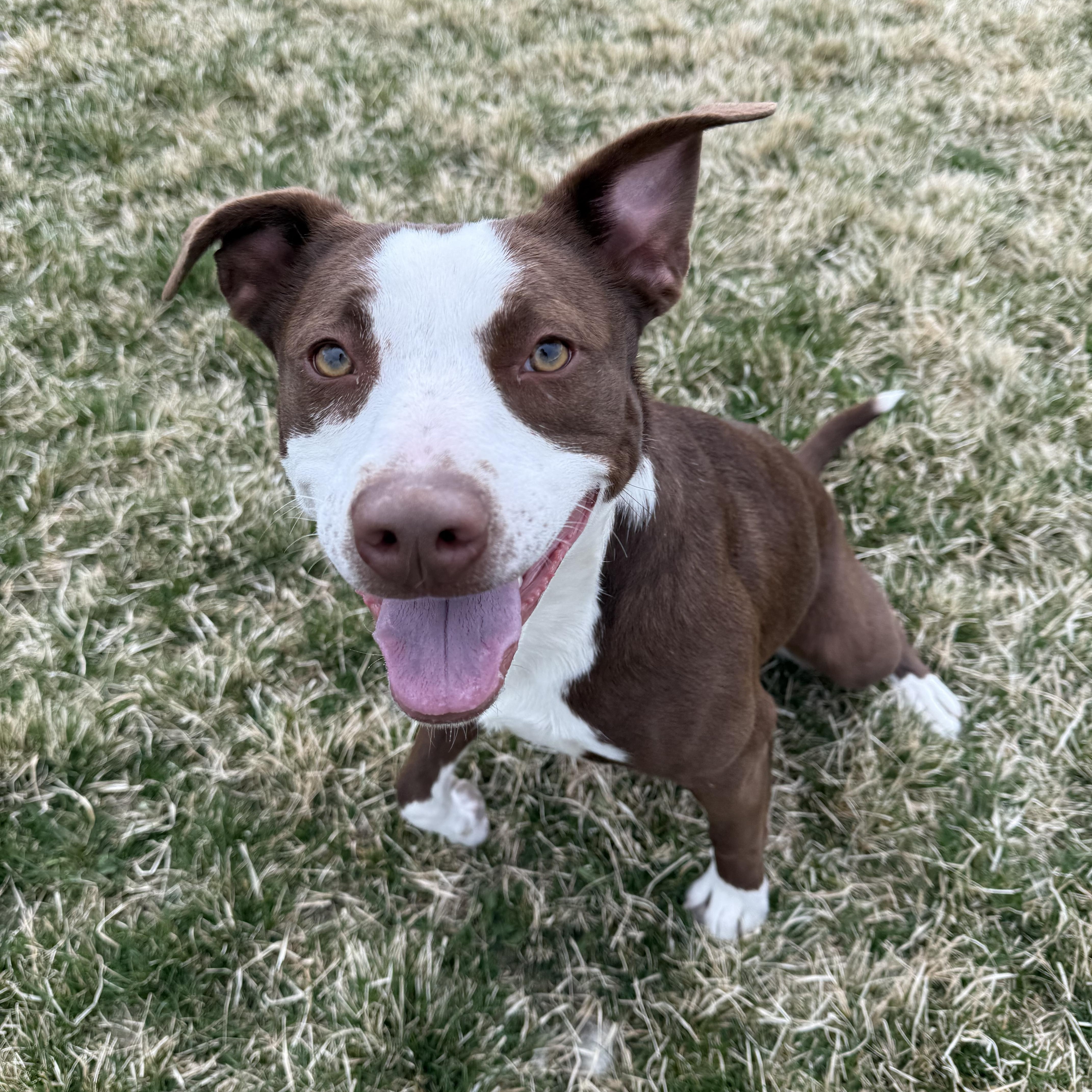 Enlarge Violet, a Adoptable mixed breed in Prineville, OR image 1/5