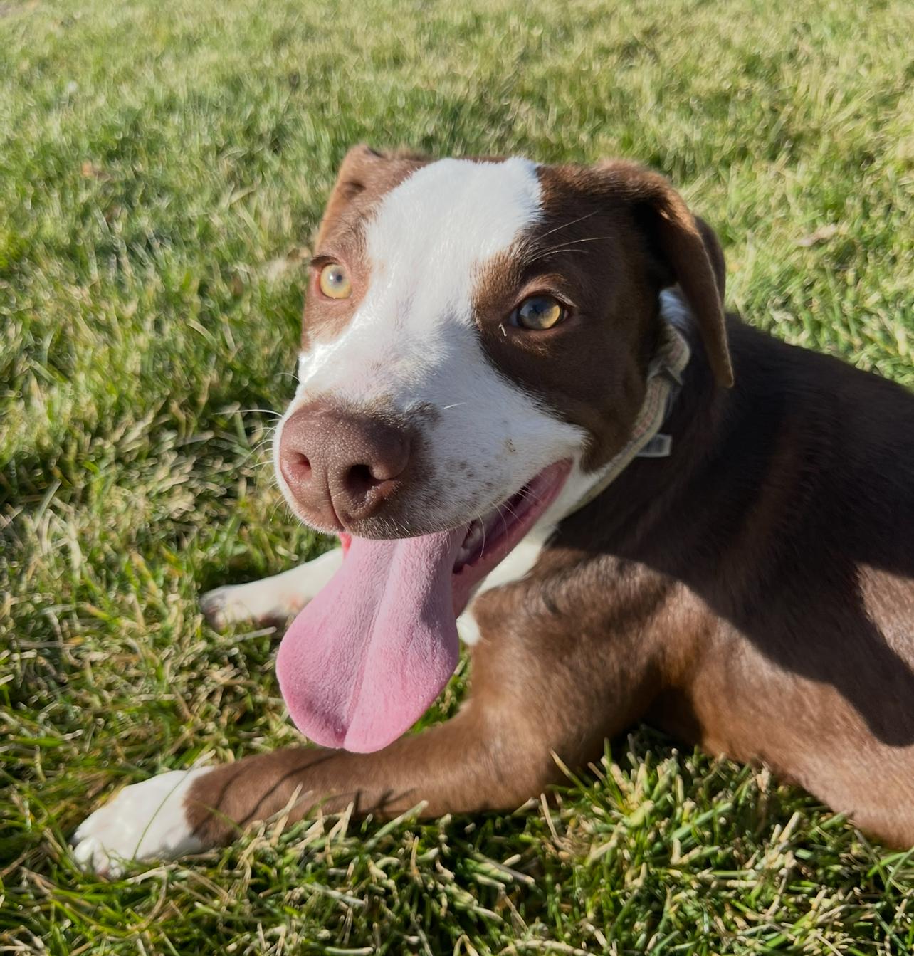 Enlarge Violet, a Adoptable mixed breed in Prineville, OR image 5/5