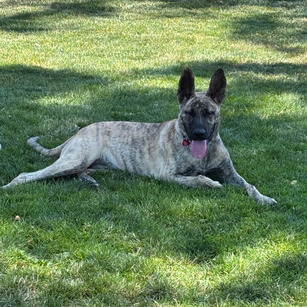 Enlarge Elena, a Adoptable Mixed Breed in Medford, OR image 1/2