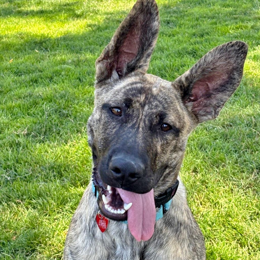 Enlarge Elena, a Adoptable Mixed Breed in Medford, OR image 2/2