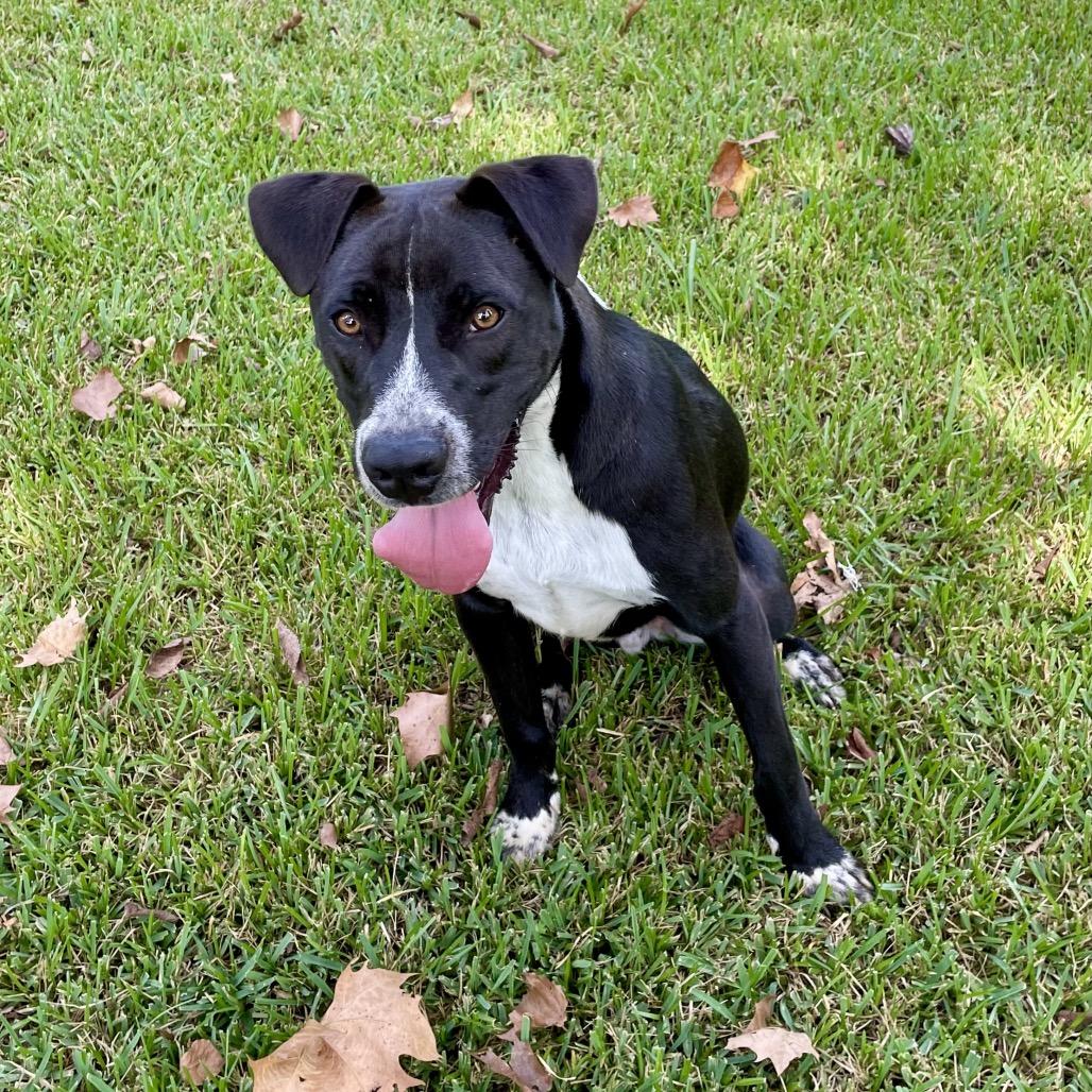 Bear, Adoptable, Young Male Retriever & Hound.