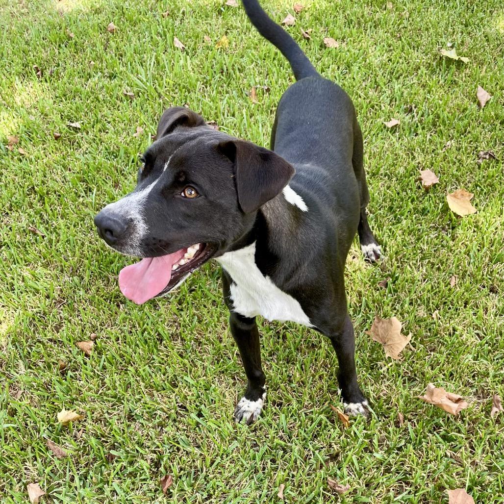 Bear, a Adoptable mixed breed in Livingston, TX image 2/5