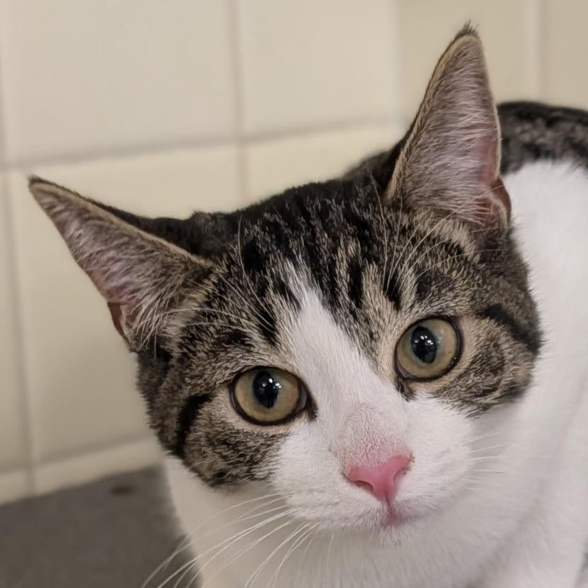 Tundra, Adoptable, Kitten Female Domestic Short Hair.