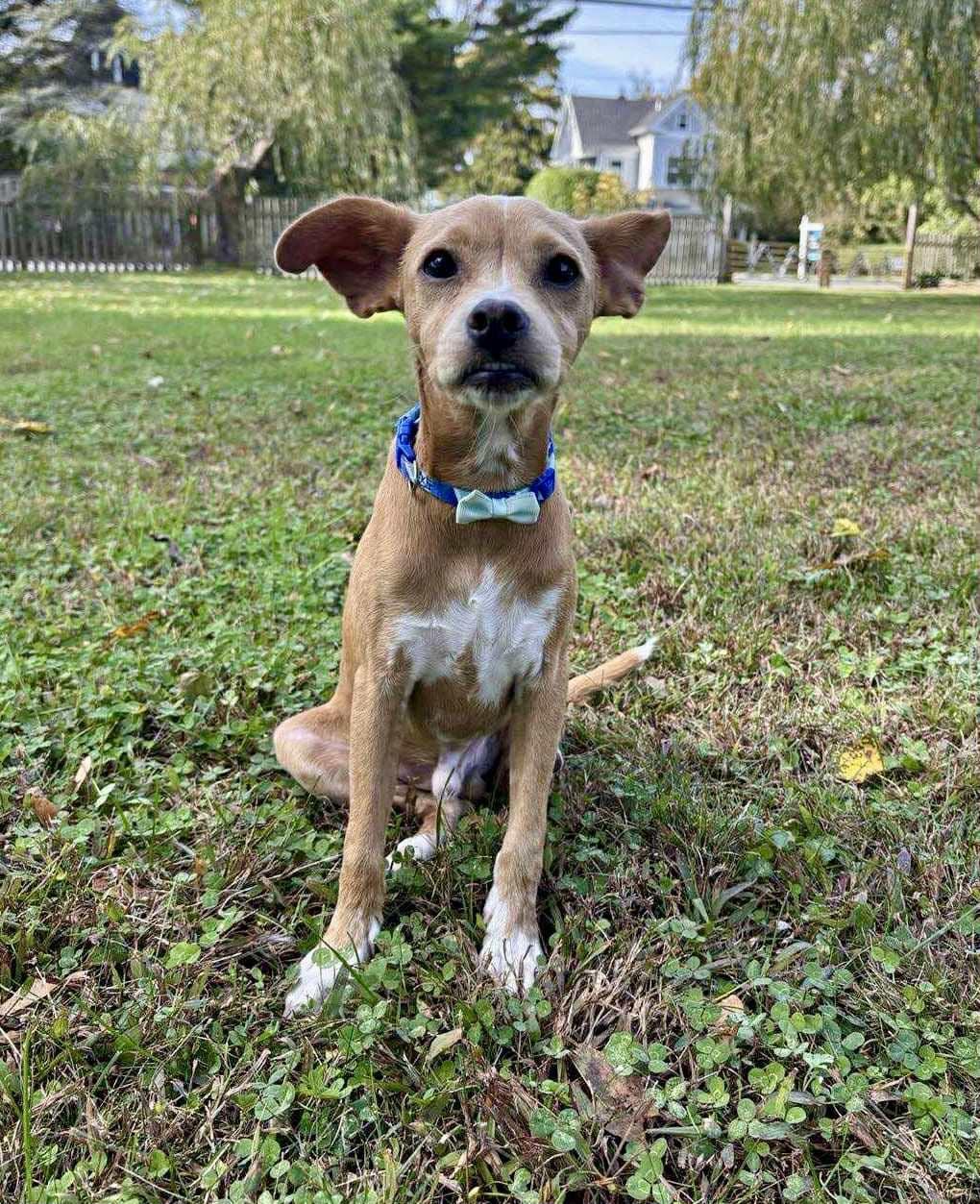 Enlarge Kiko, a Adopted mixed breed in Ronkonkoma, NY image 1/1