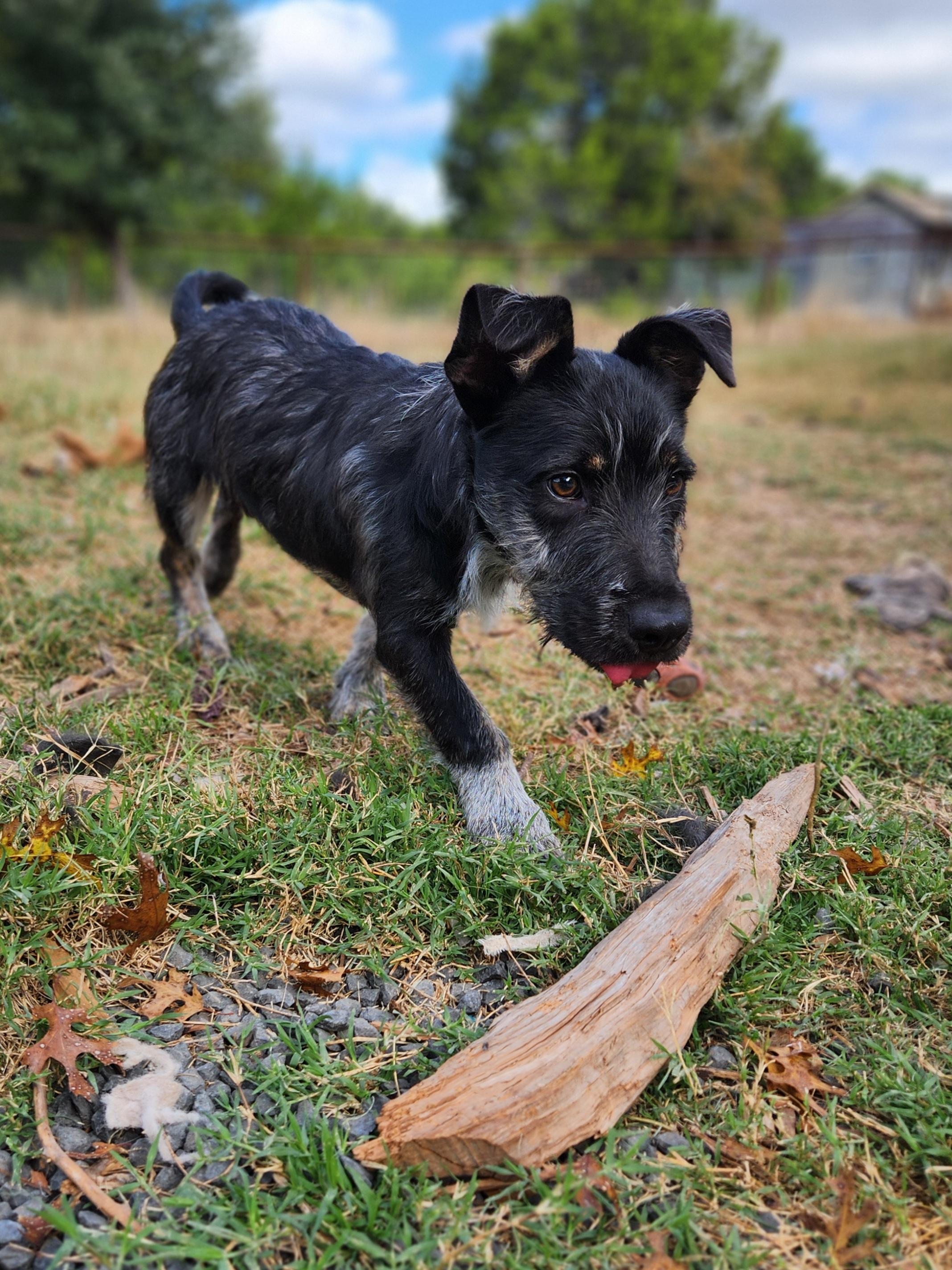James Dean, Adopted, Young Male Patterdale Terrier / Fell Terrier & Dachshund.