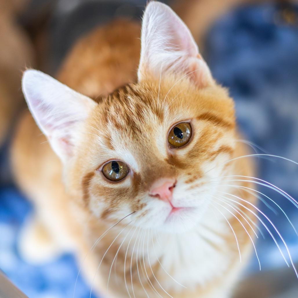 Cupid — thumbnail 2