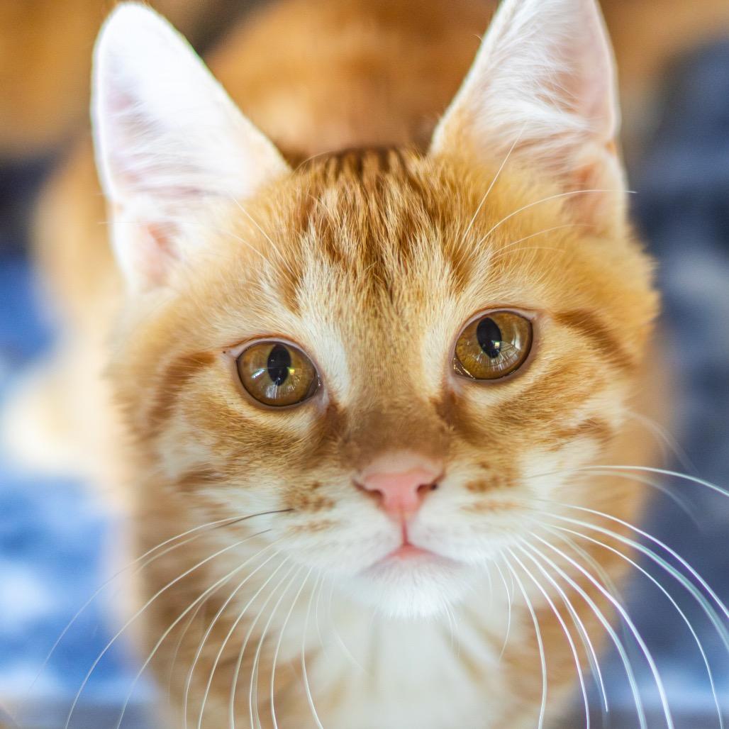 Cupid — thumbnail 3