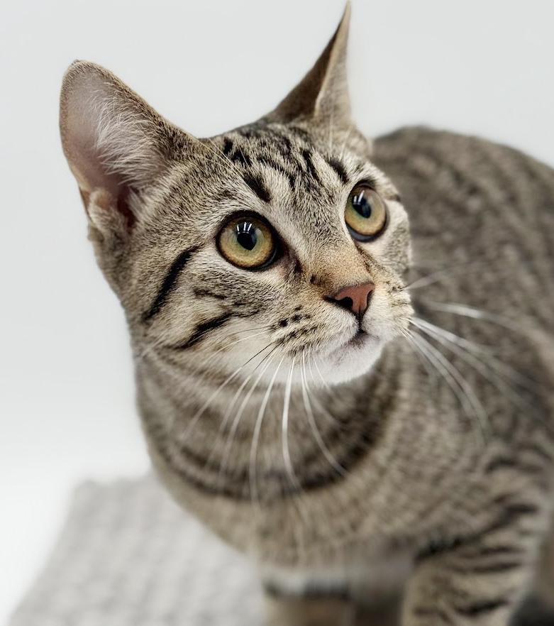 Enlarge Samantha is a baby smush!   Sooo sweet!  Old enough to go solo too!, a Adoptable mixed breed in Bedford Hills, NY image 5/6