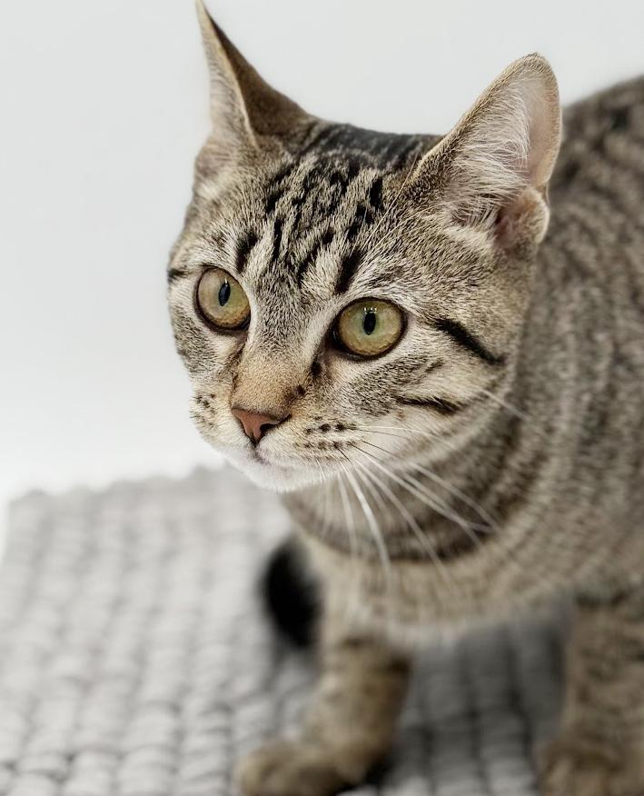 Enlarge Samantha is a baby smush!   Sooo sweet!  Old enough to go solo too!, a Adoptable mixed breed in Bedford Hills, NY image 2/6