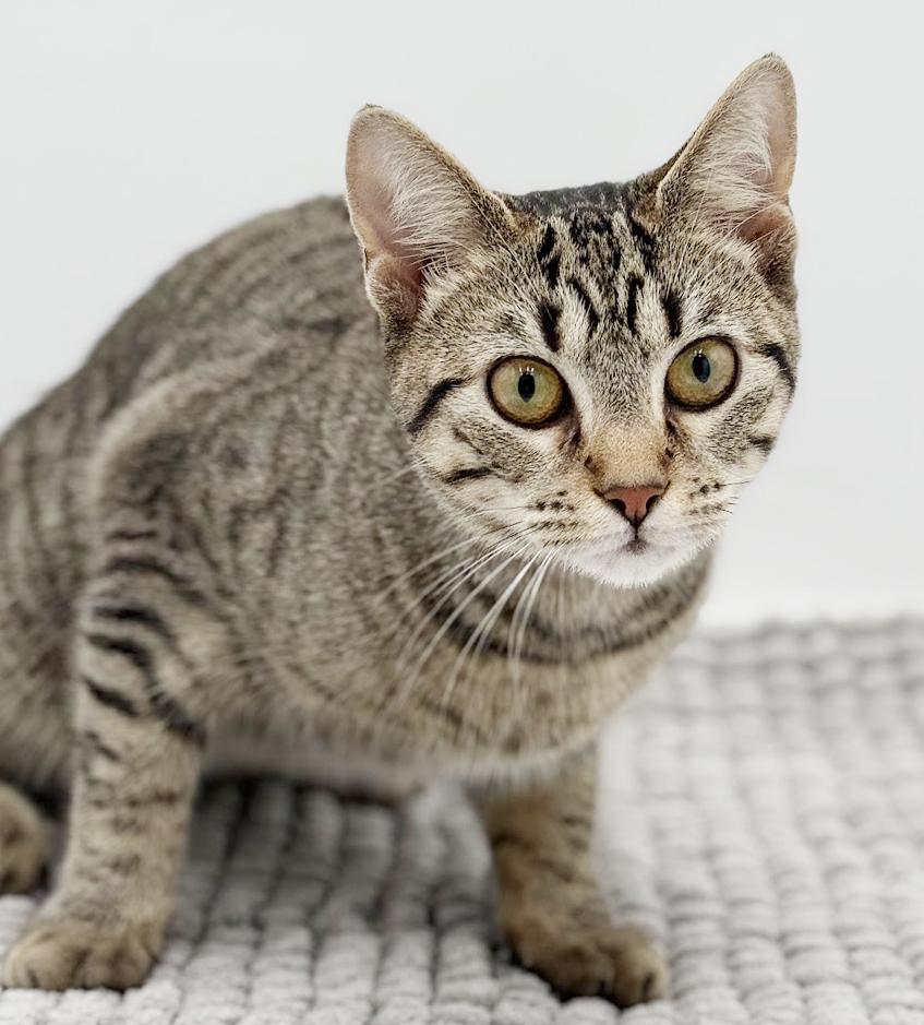 Enlarge Samantha is a baby smush!   Sooo sweet!  Old enough to go solo too!, a Adoptable mixed breed in Bedford Hills, NY image 4/6