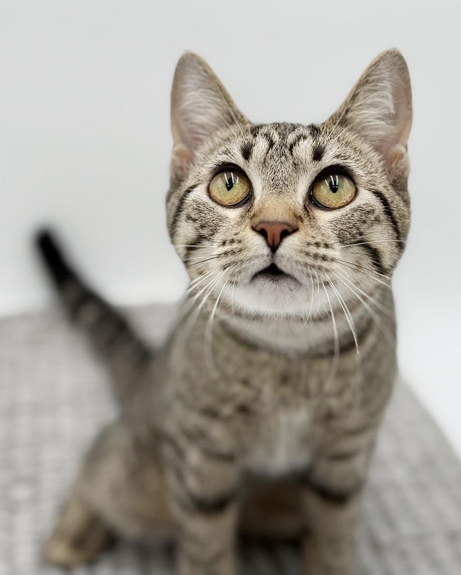 Enlarge Samantha is a baby smush!   Sooo sweet!  Old enough to go solo too!, a Adoptable mixed breed in Bedford Hills, NY image 1/6