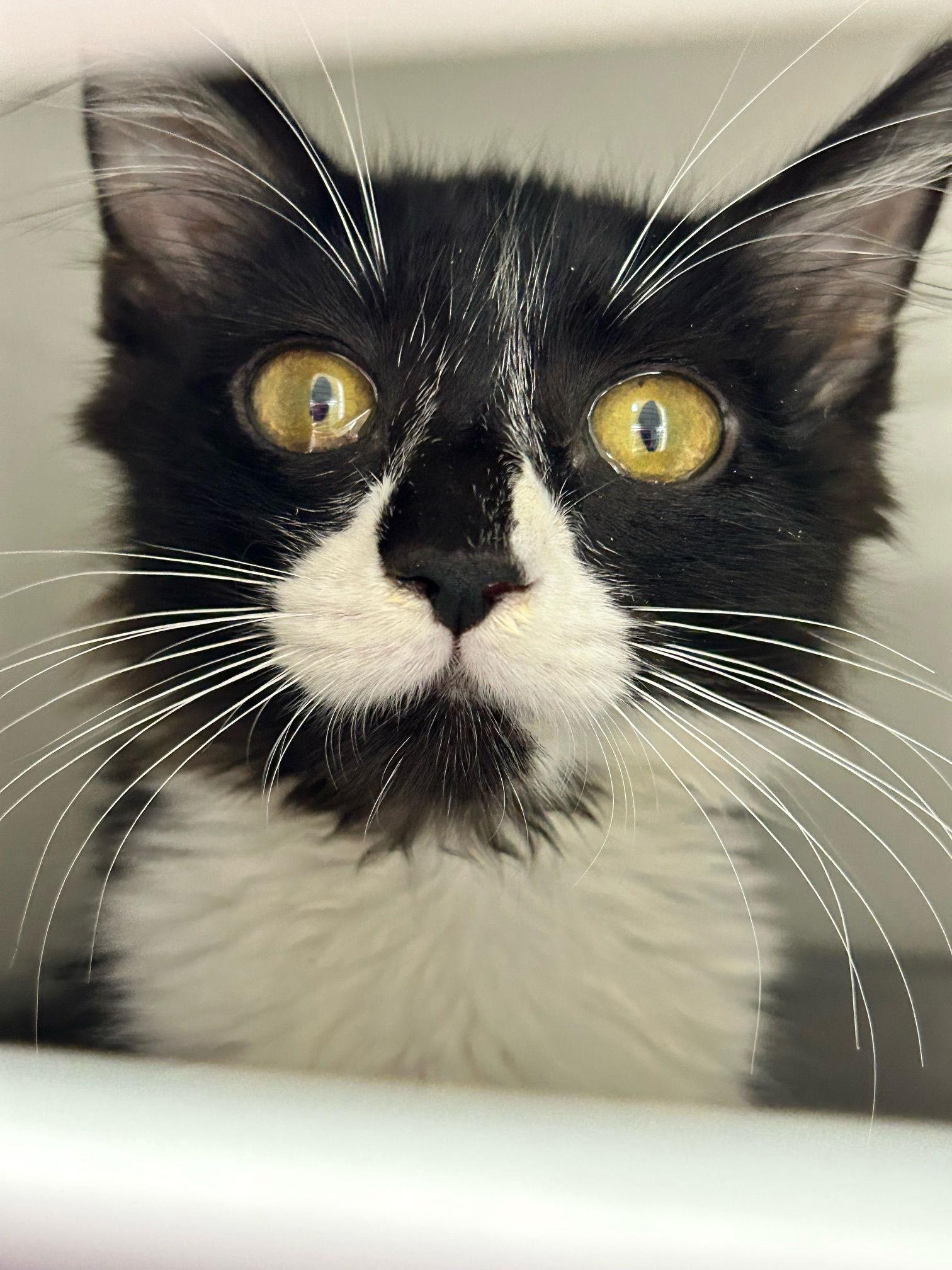 Enlarge Jeopardy, a Adoptable Domestic Short Hair in Satellite Beach, FL image 1/1