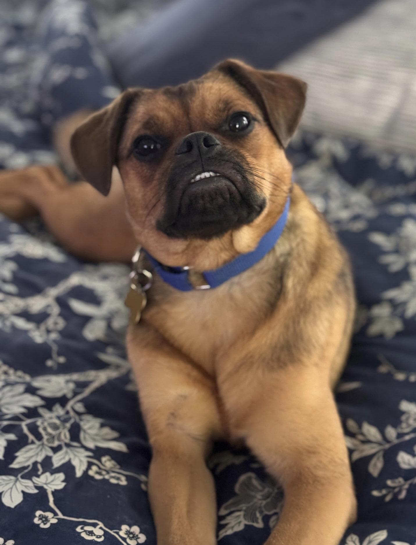 Taffy, Adopted, Young Female Pug & Beagle.