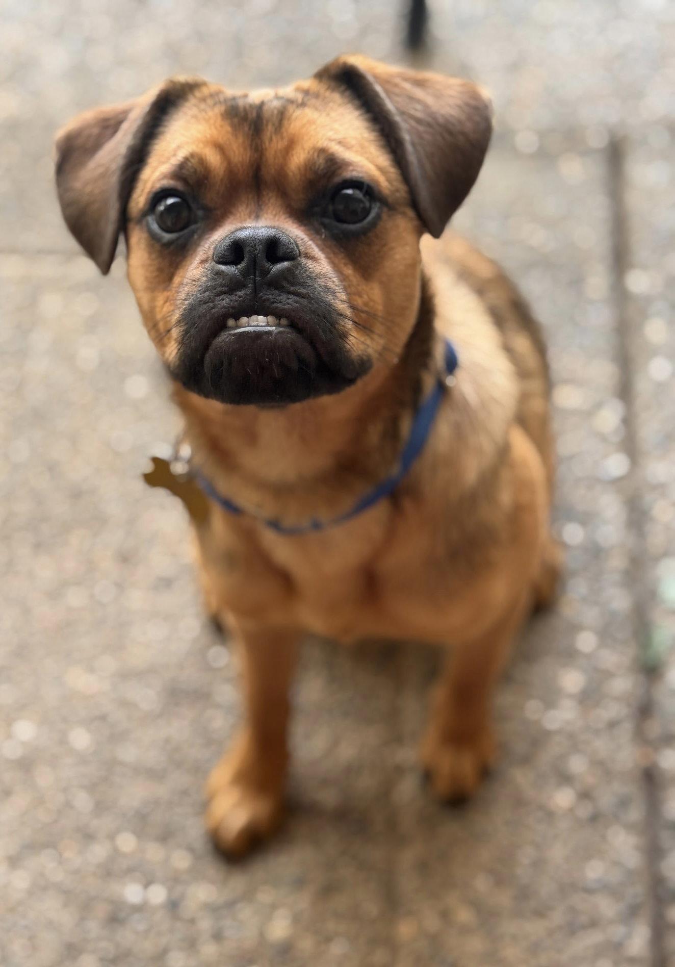 Enlarge Taffy, a Adopted mixed breed in Davis, CA image 2/3