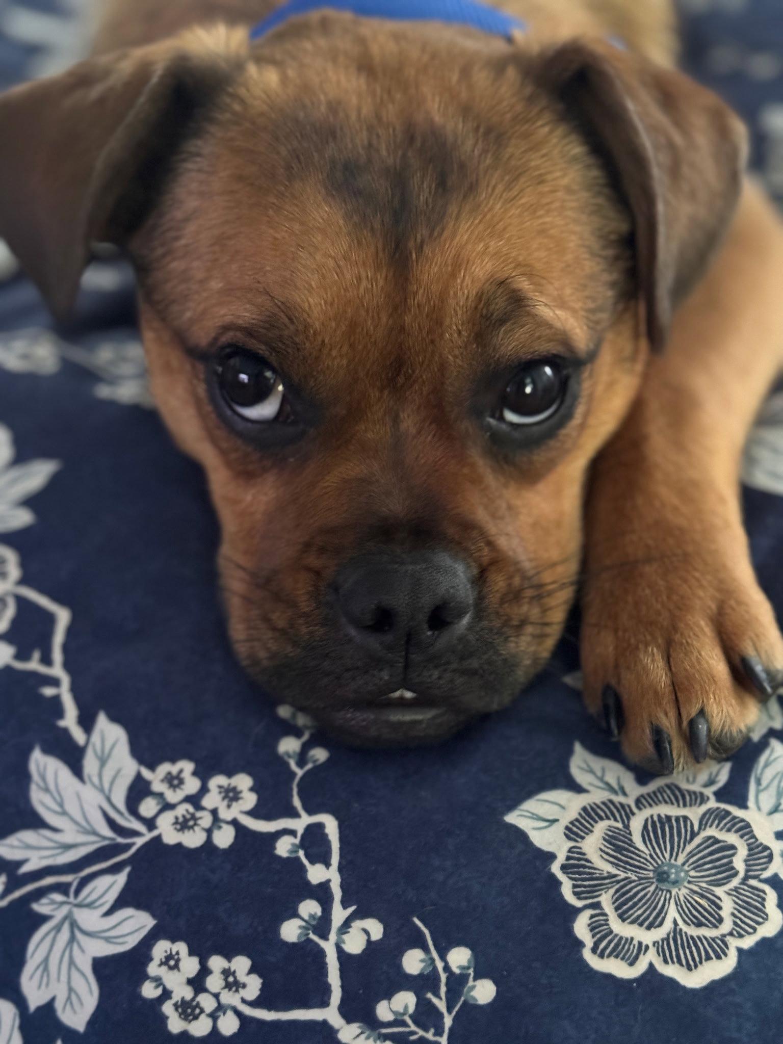 Enlarge Taffy, a Adopted mixed breed in Davis, CA image 3/3