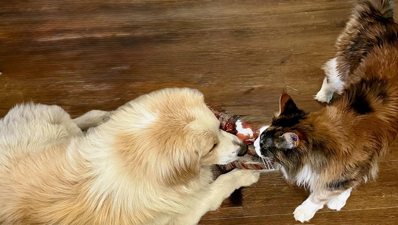 Pete, an adopted mixed breed in Aspen, CO image 3/5