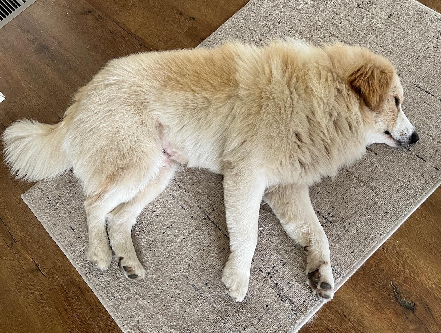 Pete, an adopted mixed breed in Aspen, CO image 5/5