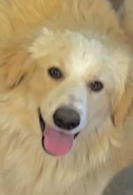 Pete, an adopted mixed breed in Aspen, CO image 4/5