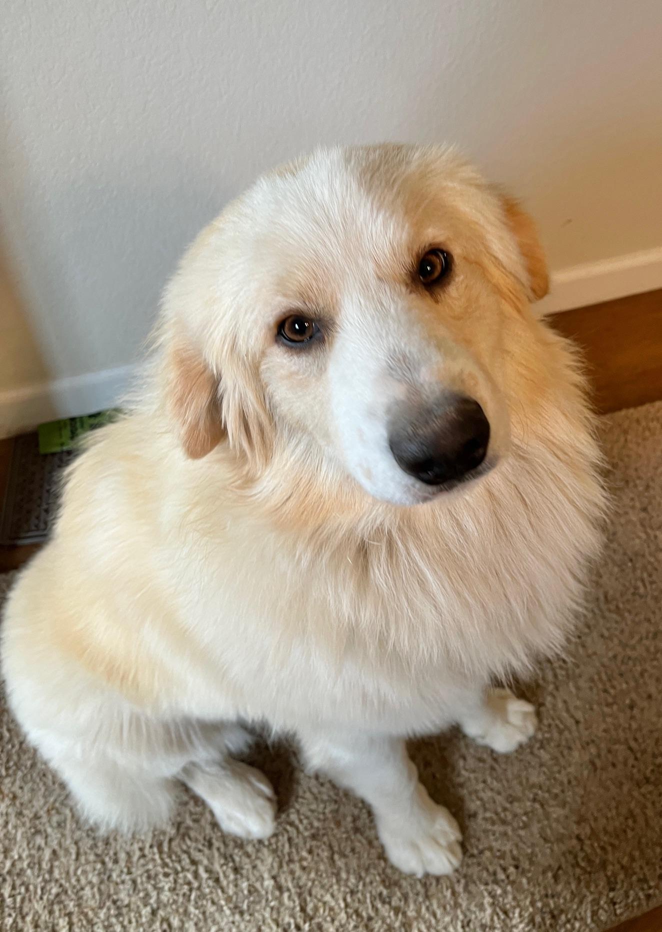 Pete, an adopted mixed breed in Aspen, CO image 2/5