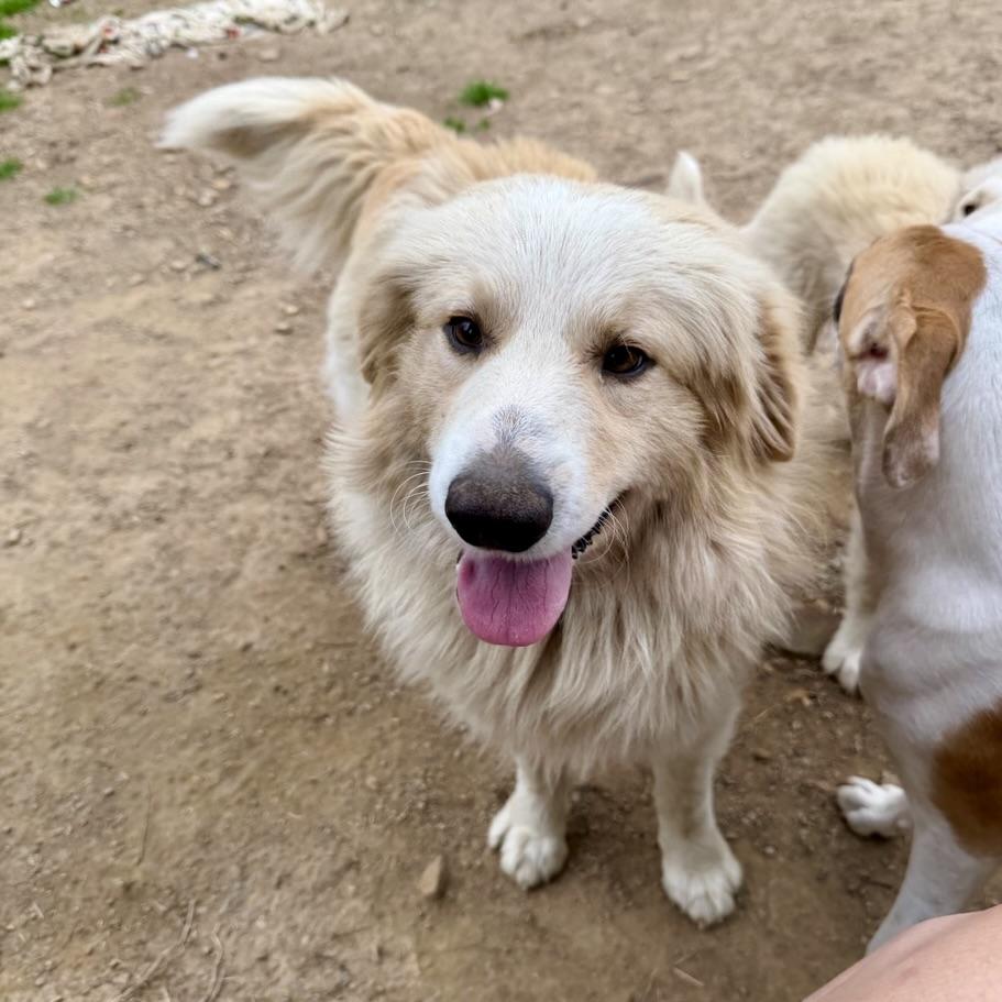 Pete, adopted, Young Male Golden Retriever & Great Pyrenees.