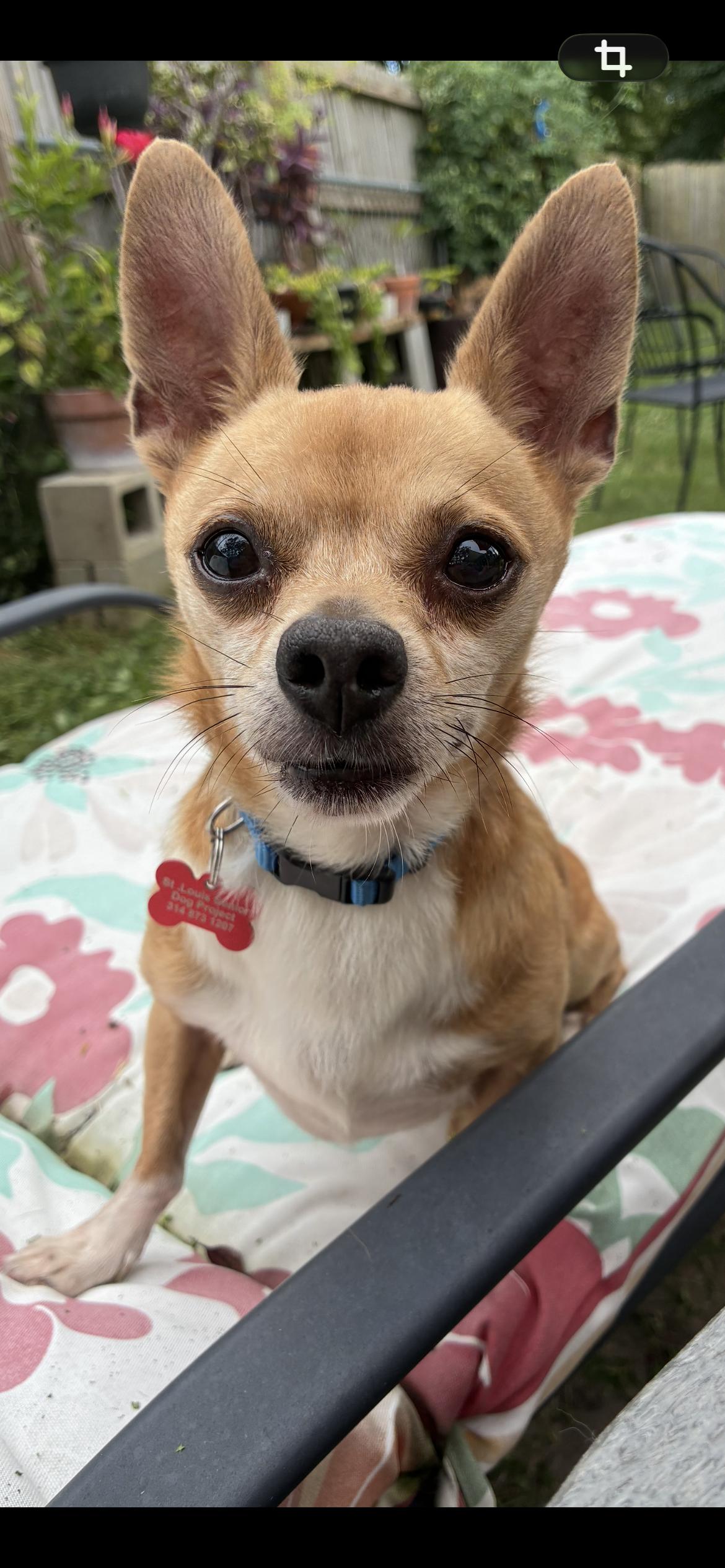 Enlarge Sunny, a ADOPTABLE mixed breed in Saint Louis, MO image 2/2