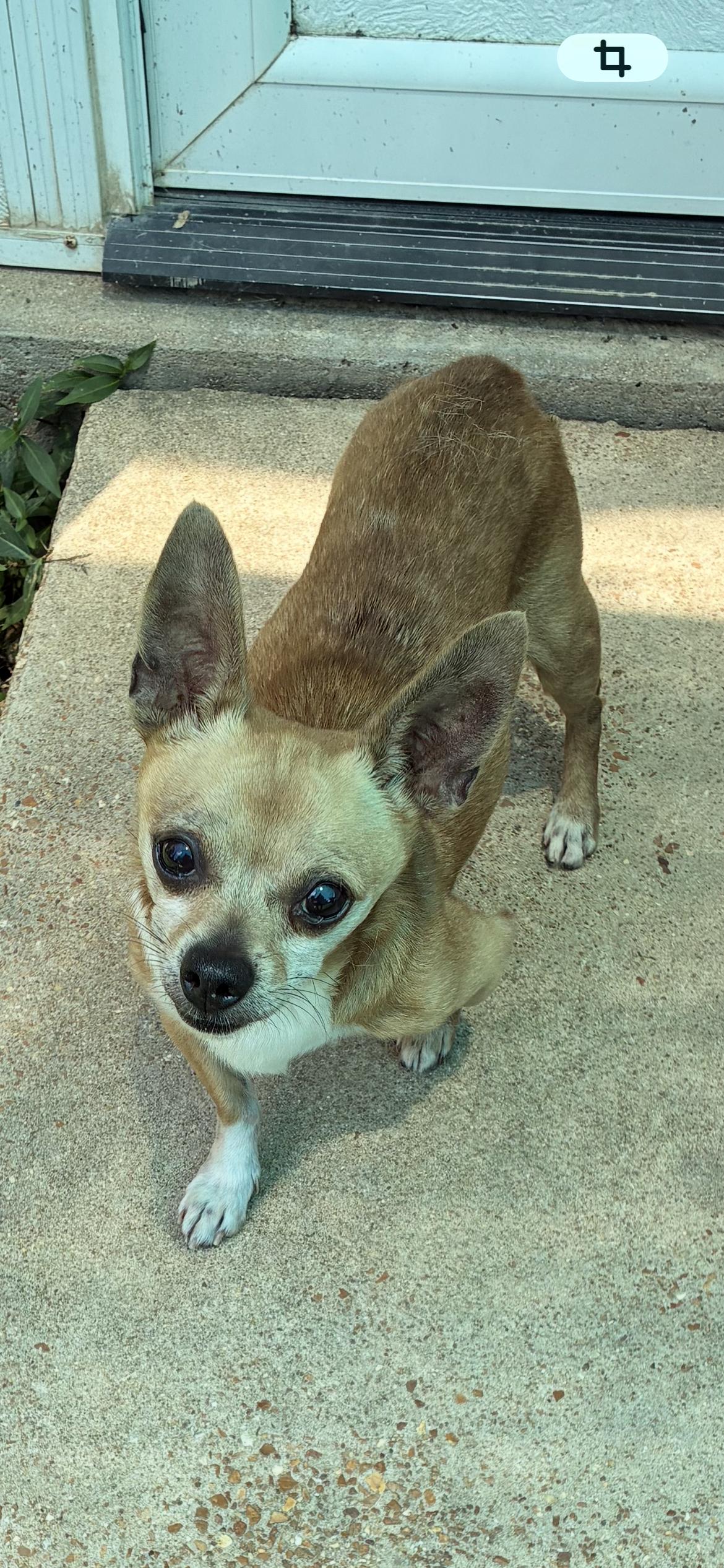 Sunny, a ADOPTABLE mixed breed in Saint Louis, MO image 2/2