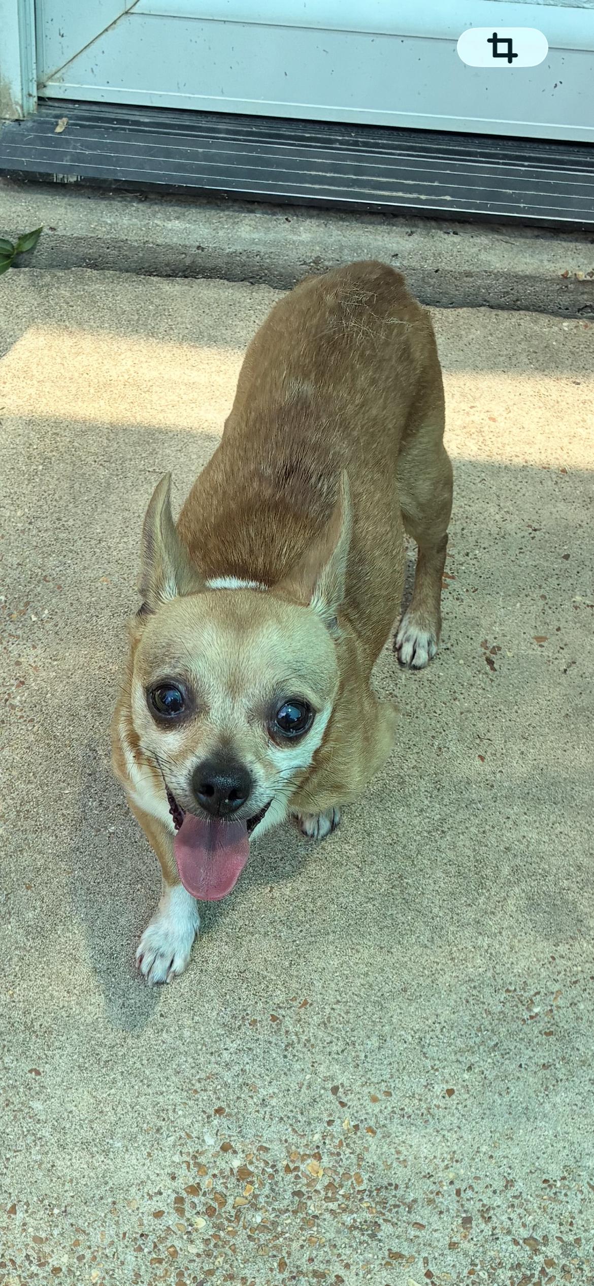 Sunny, a ADOPTABLE mixed breed in Saint Louis, MO image 1/2