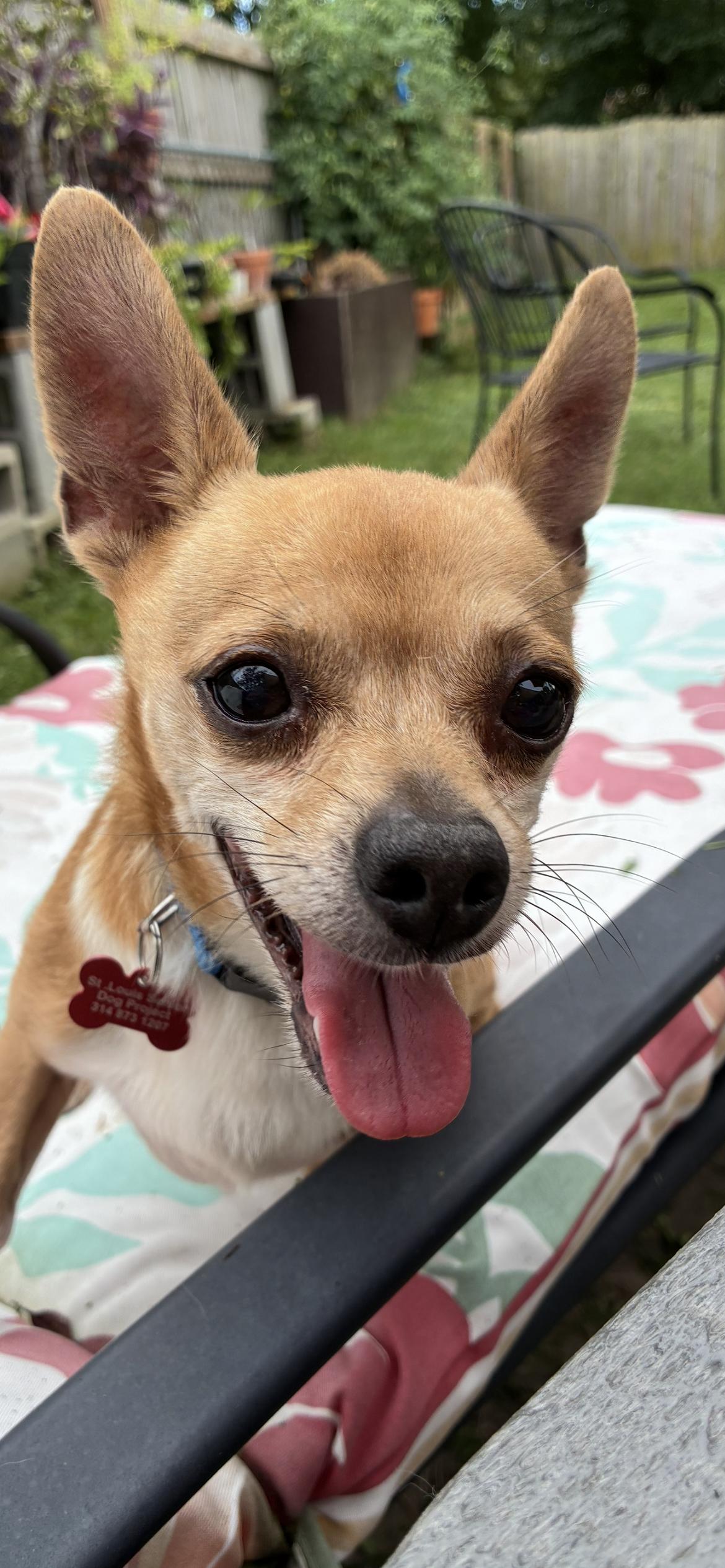 Sunny, ADOPTABLE, Adult Male Chihuahua.