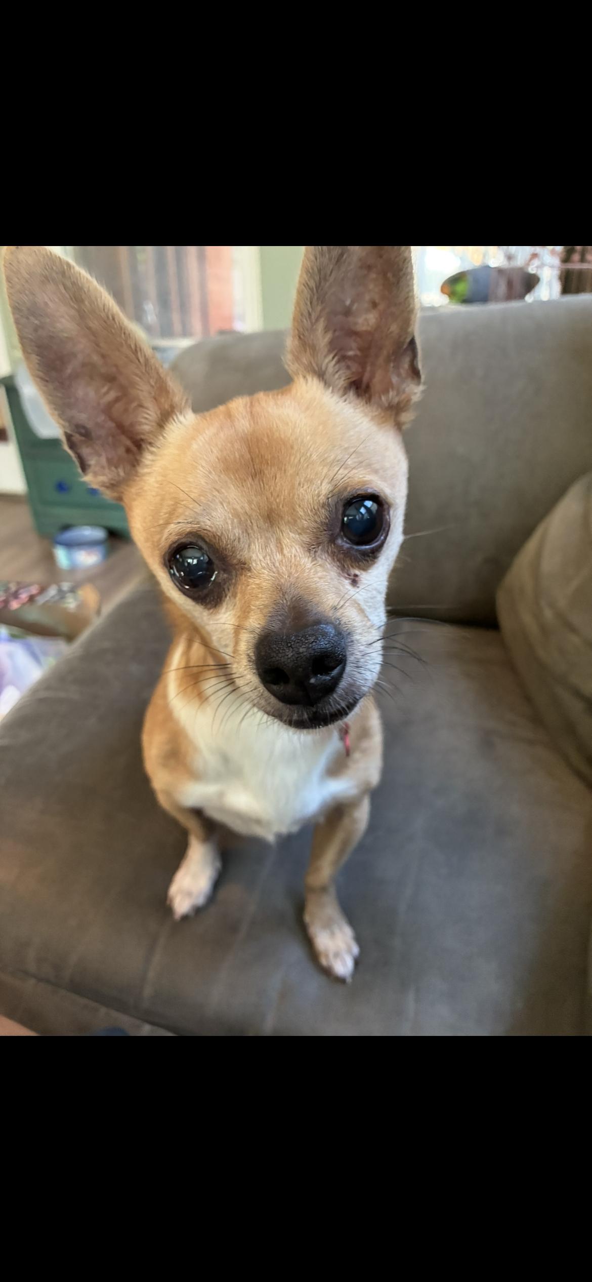 Sunny, ADOPTABLE, Adult Male Chihuahua.