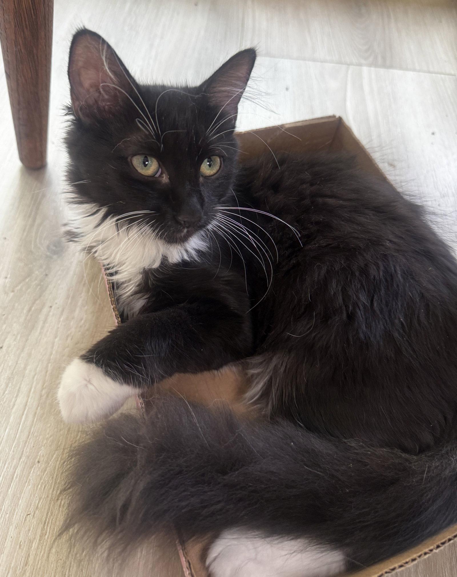 Moxie, Adopted, Young Female Domestic Medium Hair.