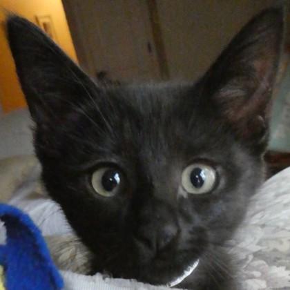 Enlarge Reese`s, a Adoptable mixed breed in Pleasanton, CA image 1/3