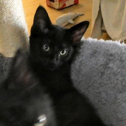 Reese`s, Adoptable, Kitten Female Domestic Short Hair & Domestic Short Hair.