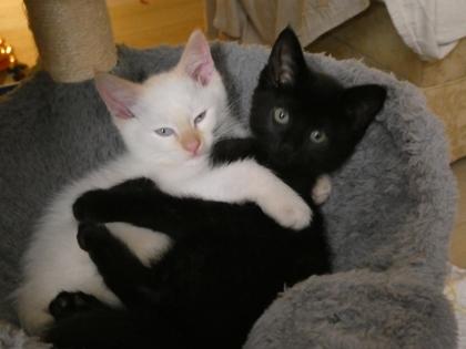 Enlarge Reese`s, a Adoptable mixed breed in Pleasanton, CA image 3/3