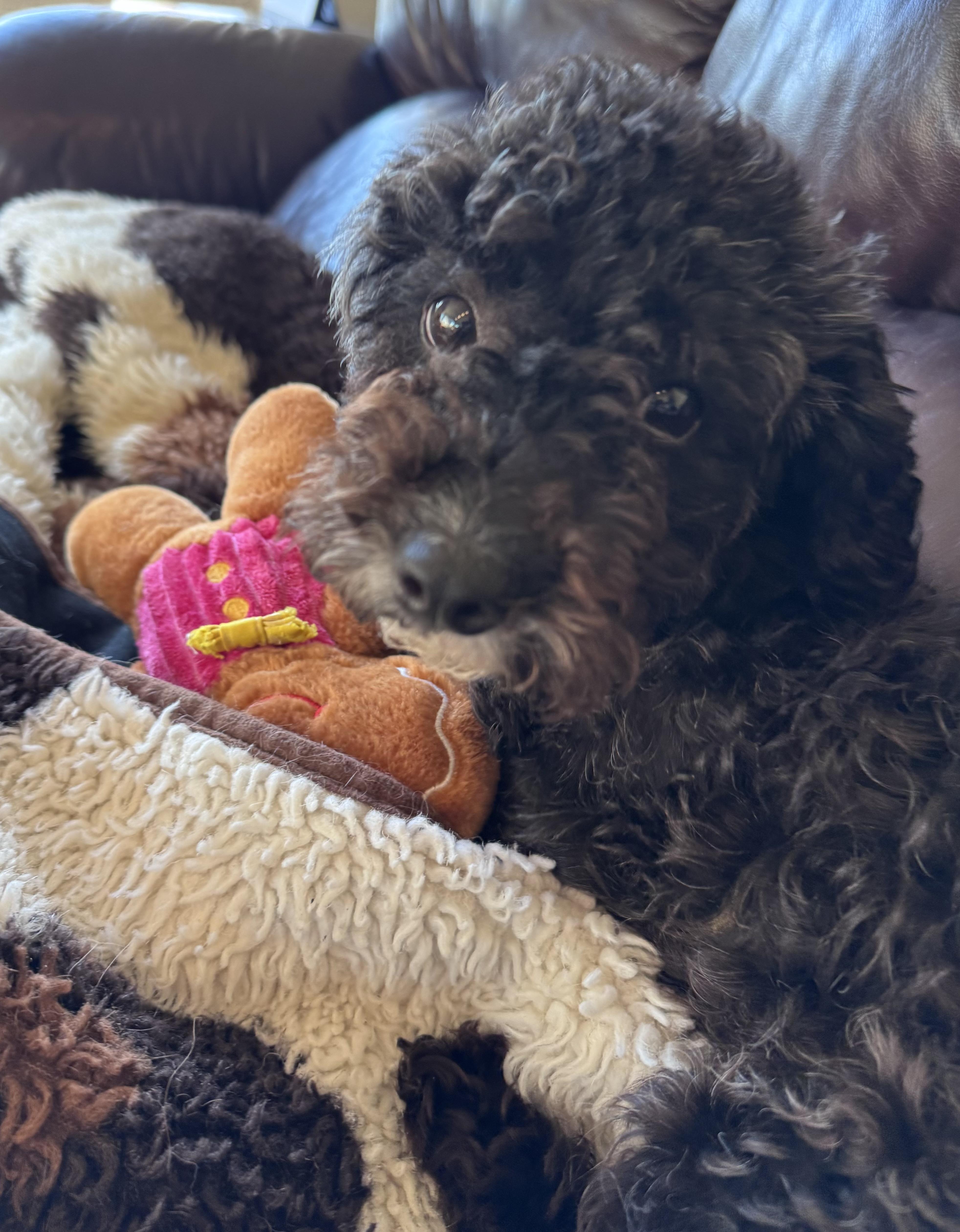 Enlarge Chase Infiniti, an adopted Miniature Poodle in Thousand Oaks, CA image 1/4
