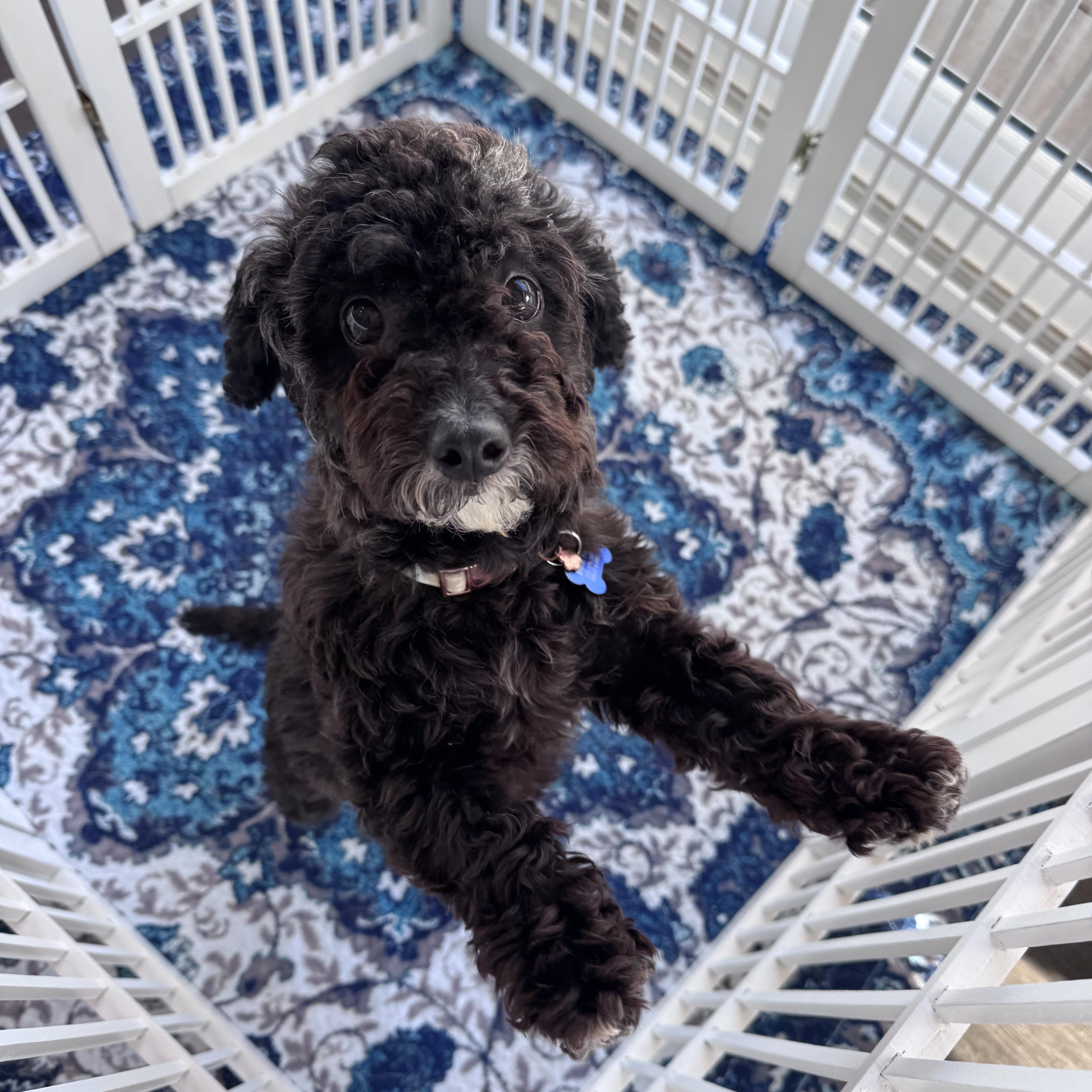 Enlarge Chase Infiniti, an adopted Miniature Poodle in Thousand Oaks, CA image 2/4