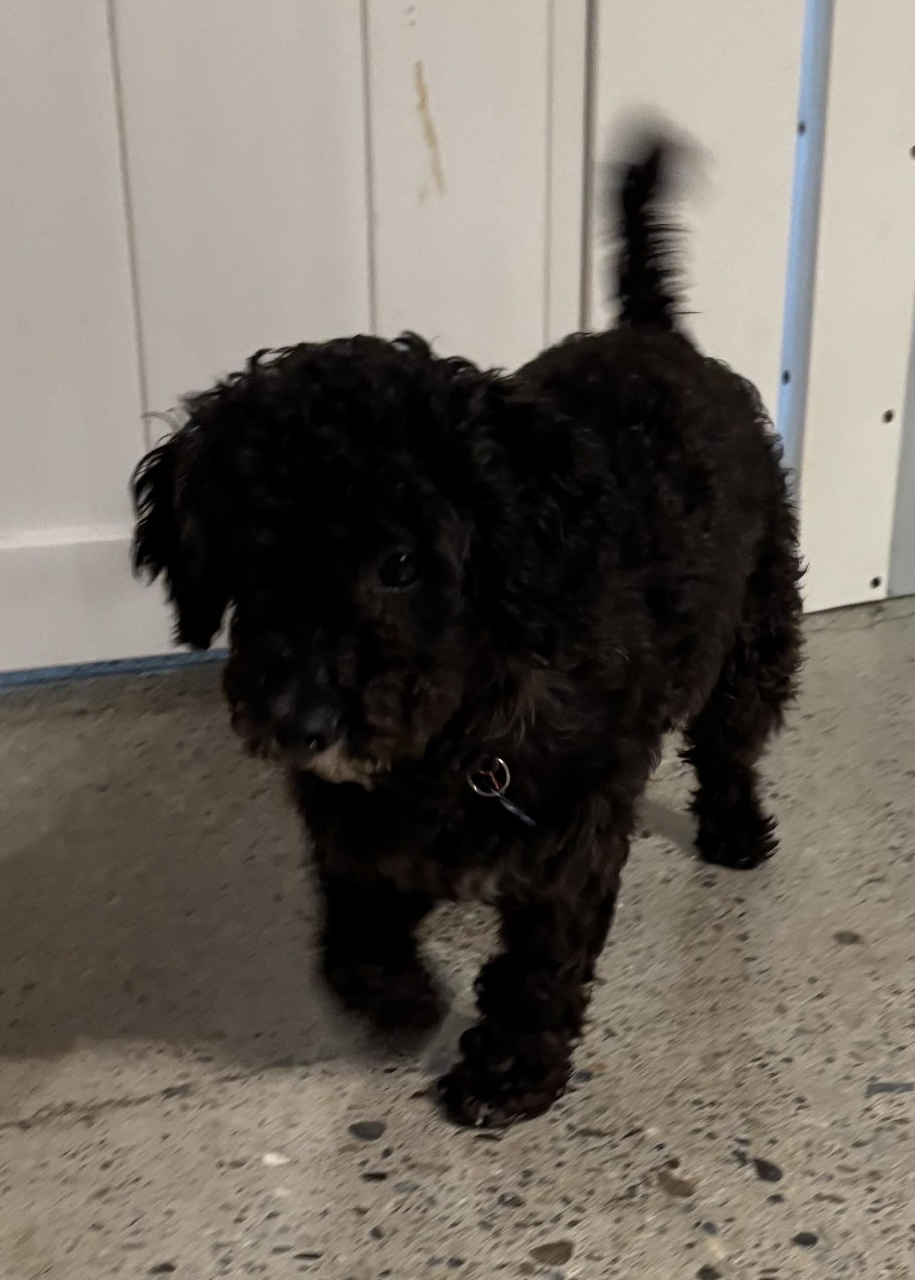 Enlarge Chase Infiniti, an adopted Miniature Poodle in Thousand Oaks, CA image 3/4