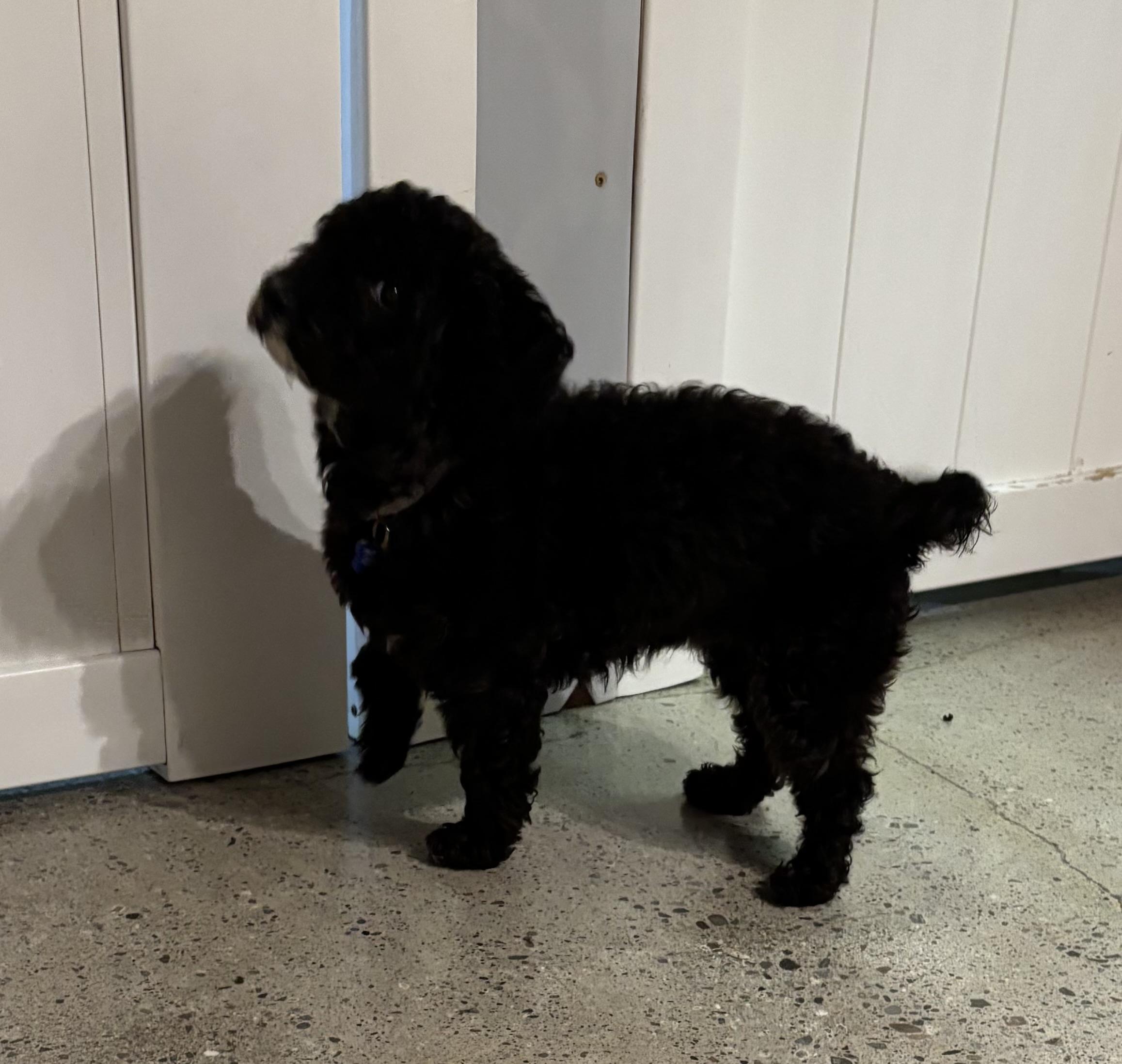 Enlarge Chase Infiniti, an adopted Miniature Poodle in Thousand Oaks, CA image 4/4